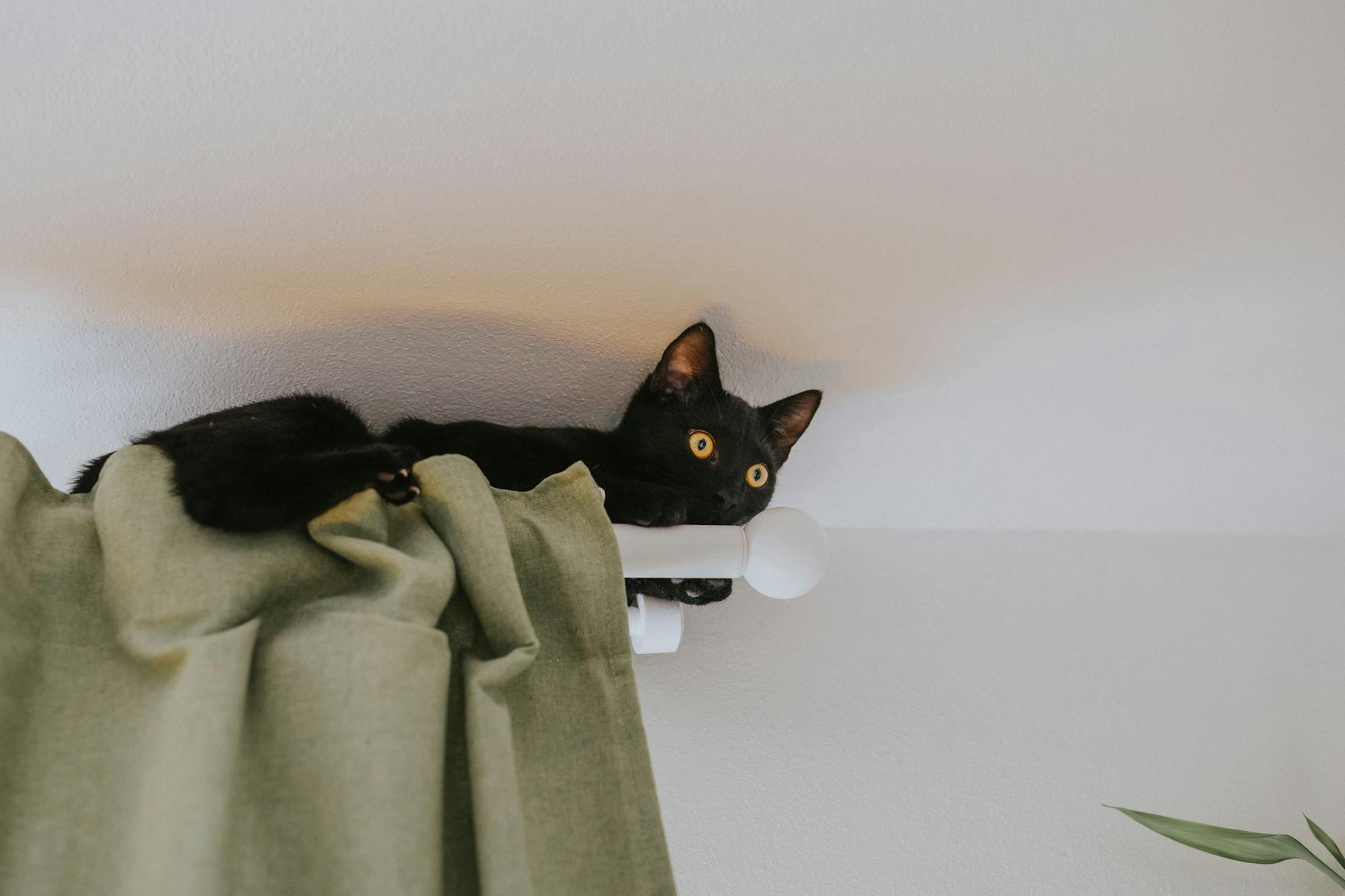 Czarny kot siedzący na karniszu z zasłoną w mieszkaniu